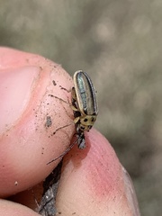 Trirhabda nigriventris