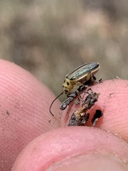 Trirhabda nigriventris