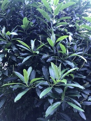 Sapium glandulosum