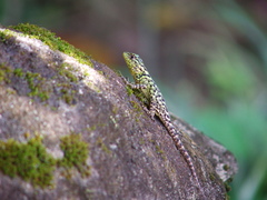 Sceloporus taeniocnemis
