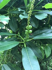 Sapium glandulosum