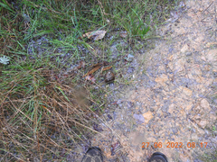 Pisolithus marmoratus
