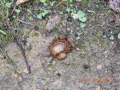 Pisolithus marmoratus