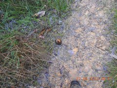 Pisolithus marmoratus