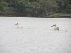 Pelecanus onocrotalus