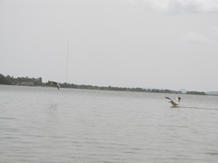 Pelecanus onocrotalus