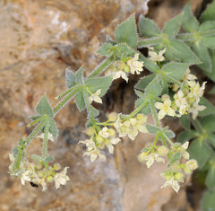 Galium multiflorum
