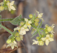 Galium multiflorum