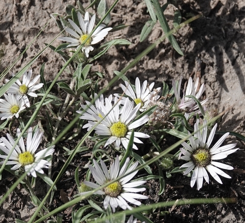 Image of Townsendia grandiflora by (c) Colin Croft, some rights reserved (CC BY)