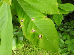 Phyllosticta asiminae