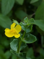 Erythranthe geyeri