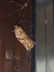 Archips oporana