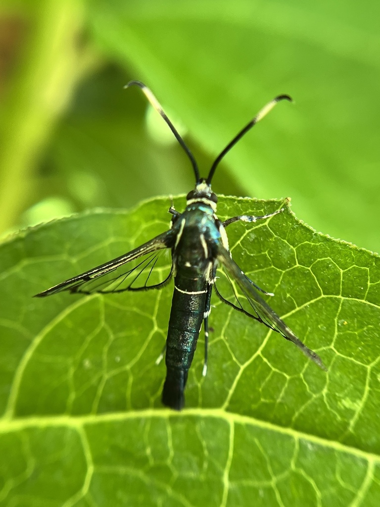 Viburnum Clearwing