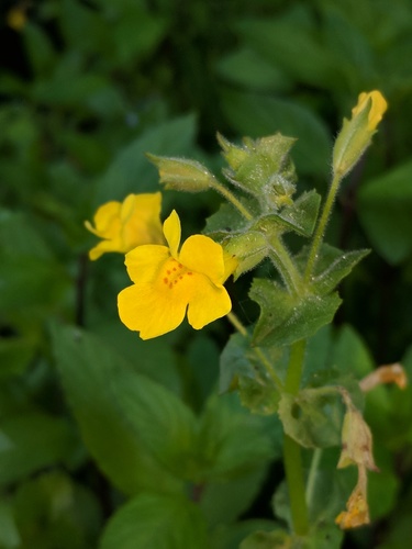 Erythranthe michiganensis (Pennell) G.L.Nesom