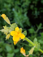 Erythranthe michiganensis