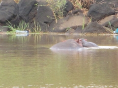 Hippopotamus amphibius