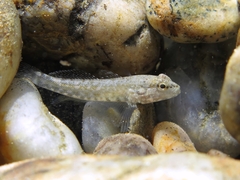 Giant Goby photo 4