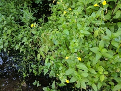 Erythranthe michiganensis