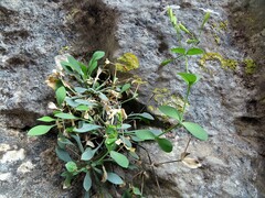 Petrocoptis glaucifolia