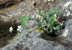 Petrocoptis glaucifolia