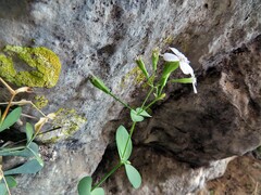 Petrocoptis glaucifolia