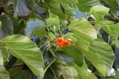 Cordia subcordata observed 2022-07-02
