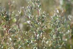 Atriplex paludosa