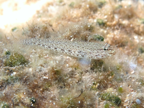 Incognito Goby, photo 8 of 9