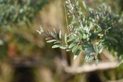 Atriplex paludosa