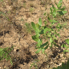 Grindelia adenodonta
