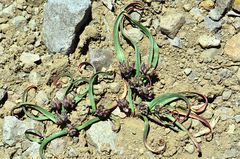 Lophioprason