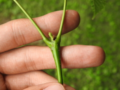 Proteoteras willingana