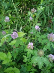 Trifolium pratense