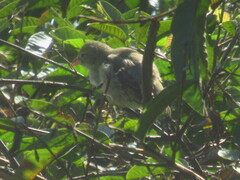 Camarhynchus pallidus