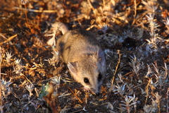 Sminthopsis crassicaudata