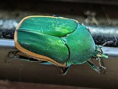Cotinis mutabilis