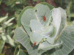 Tetraopes mandibularis