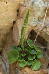 Umbilicus horizontalis