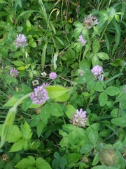 Trifolium pratense