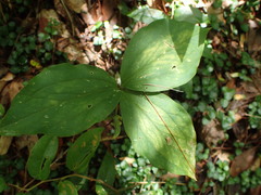 Trillium catesbaei