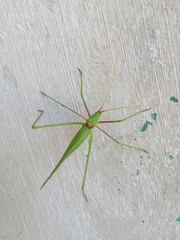 Acrometopa syriaca