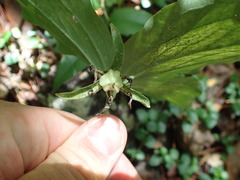 Trillium catesbaei
