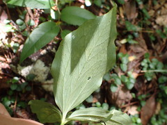 Trillium catesbaei