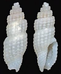 Kermia