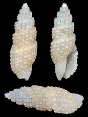 Kermia