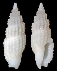 Kermia