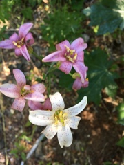 Lilium rubescens