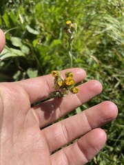Packera pauciflora