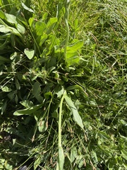 Packera pauciflora
