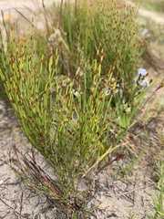 Elegia microcarpa